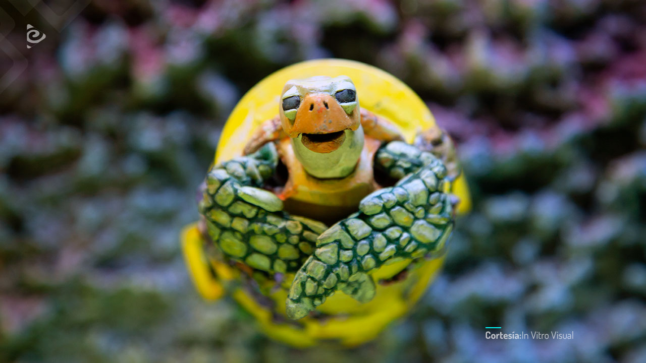 La Tortuga de plástico.