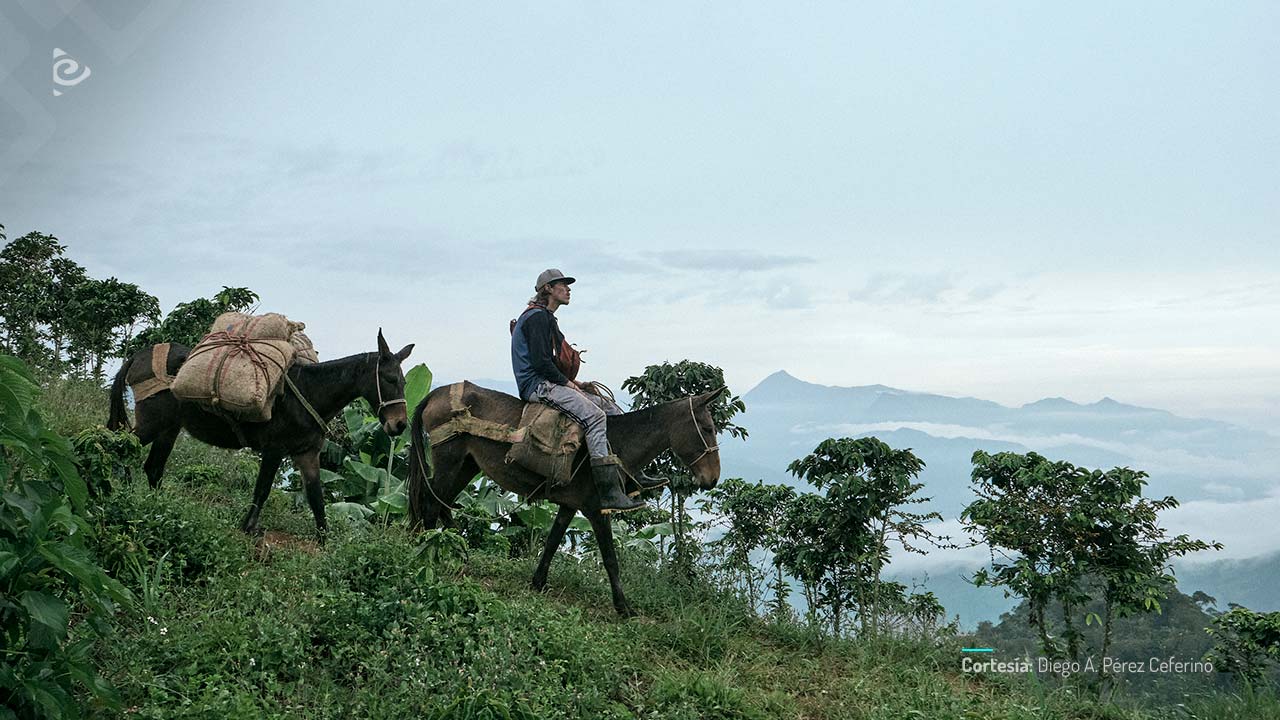 La roya, película de ficción colombiana, coproducida por RTVCPlay