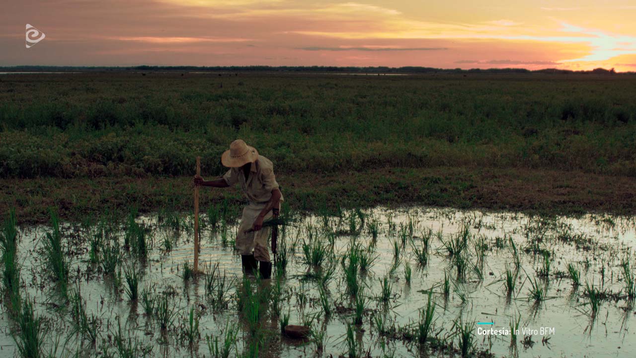 Bajo la sombra del Guacarí, cortometraje colombiano completo, en RTVCPlay