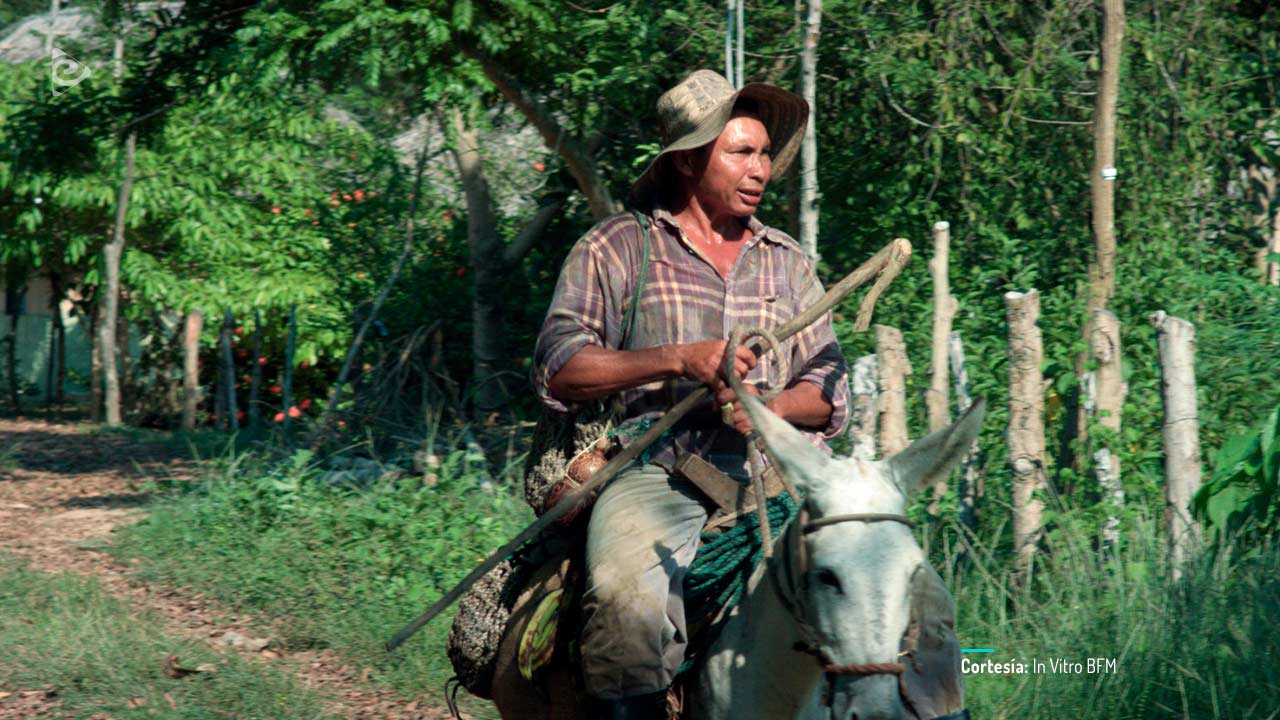 Bajo la sombra del Guacarí, cortometraje colombiano completo, en RTVCPlay