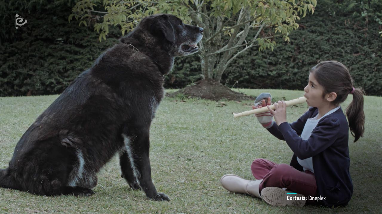 Mamá, película colombiana disponible en RTVCPlay