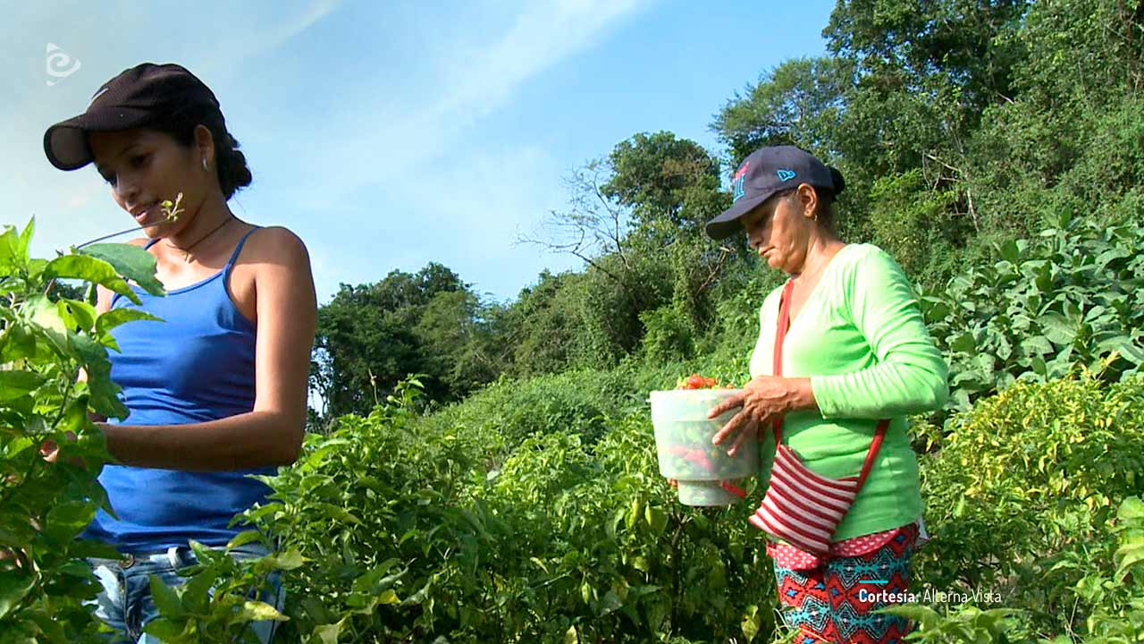 Sara, Neyda, Tomasa y las otras, documental colombiano completo en RTVCPlay