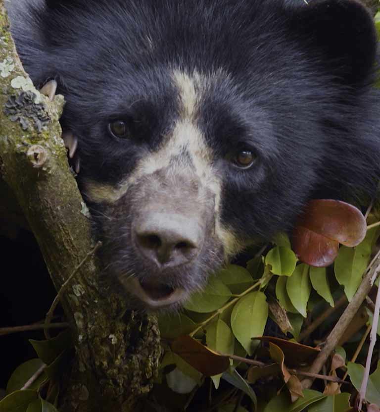 oso de anteojos observando a través de las ramas