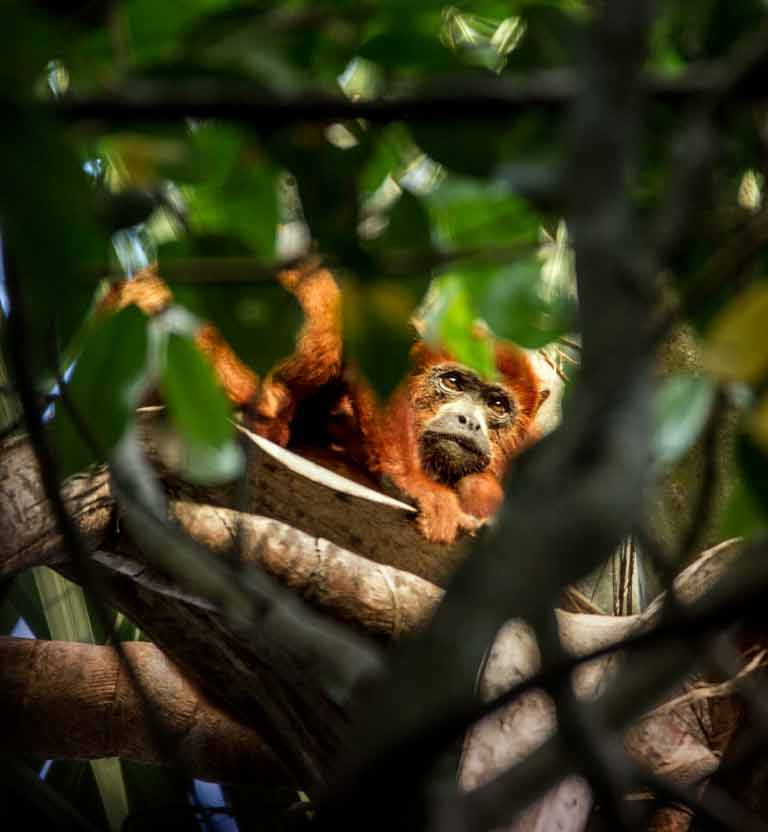 Mira el documental Territorio Natural Casanare por la plataforma de streaming RTVCPlay