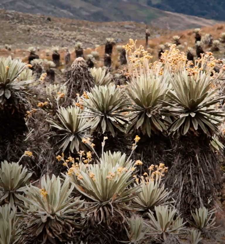 Espeletia BK, cortometraje documental colombiano dirigido por Raúl Estupiñán Pinto, disponible ahora en RTVCPlay