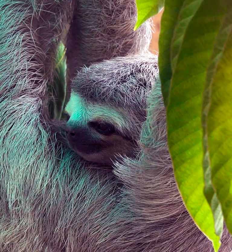 ¡Mira Héroes al rescate animal por la plataforma de streaming RTVCPlay!