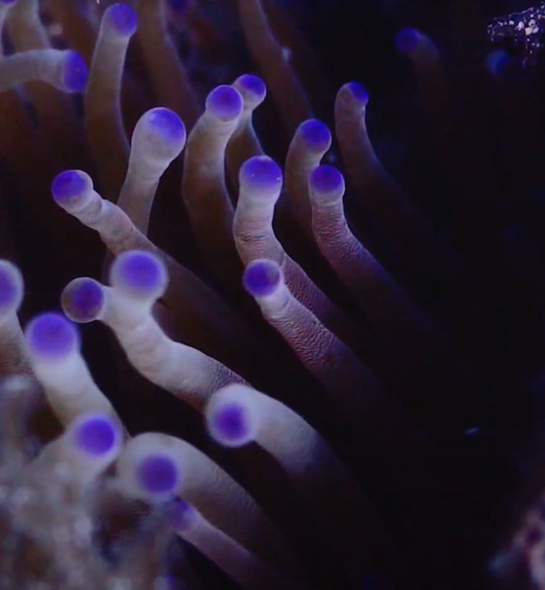 Pueblos de arrecife, cortometraje documental dirigido por David Betancourt y Mariana Rivera, disponible en la plataforma de streaming de todos los colombianos: RTVCPlay