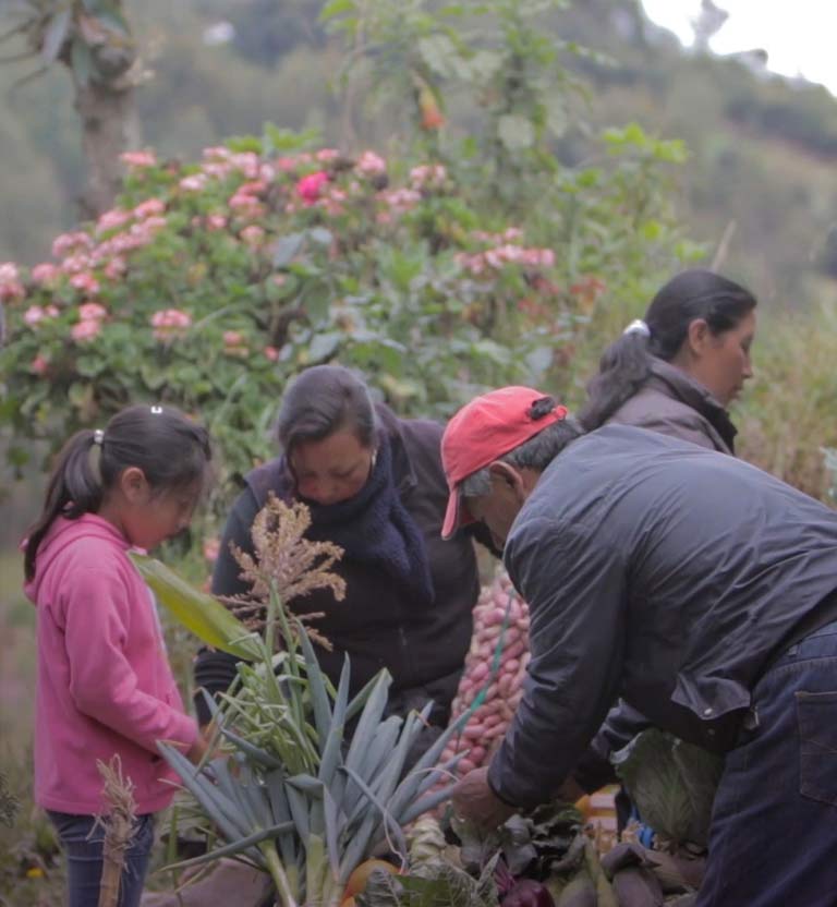 grupo de indígenas de Los Pastos, Nariño, cosechando productos de su tierra