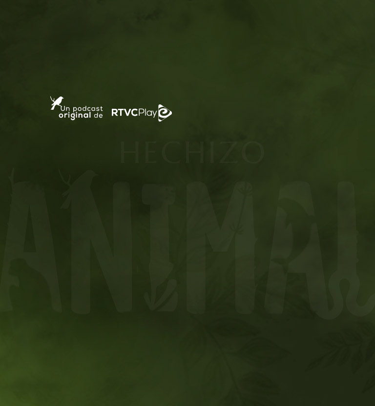 Hechizo animal, pódcast narrativo de no ficción con sonido binaural, disponible ahora en RTVCPlay