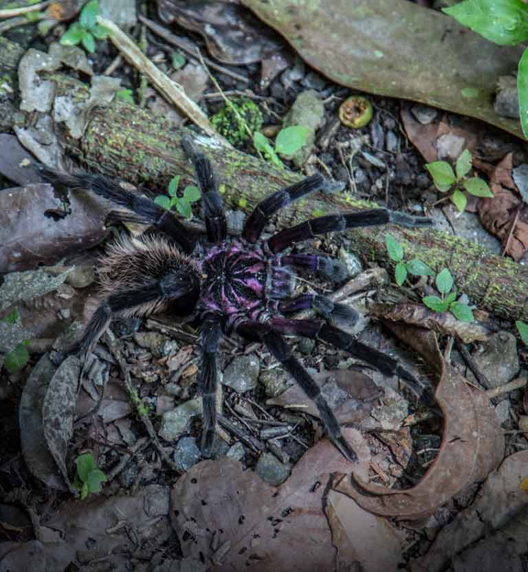 Fotografía de tarantula en un bosque