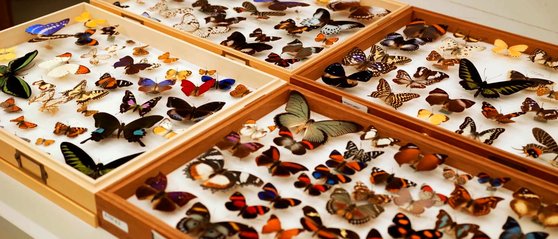 Mariposas, RTVCPlay, Señal Colombia, historia, mujer, colombiana, científica, ver, gratis, documental