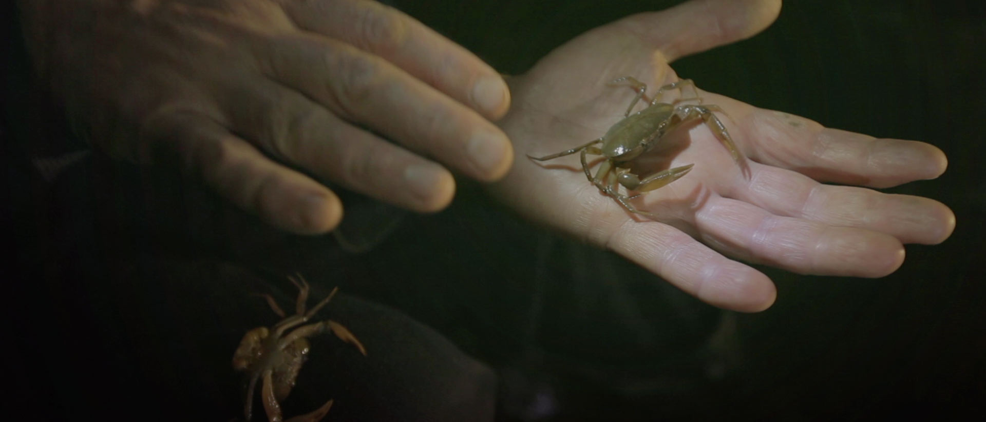 Manos sosteniendo un cangrejo - Misión ciencia