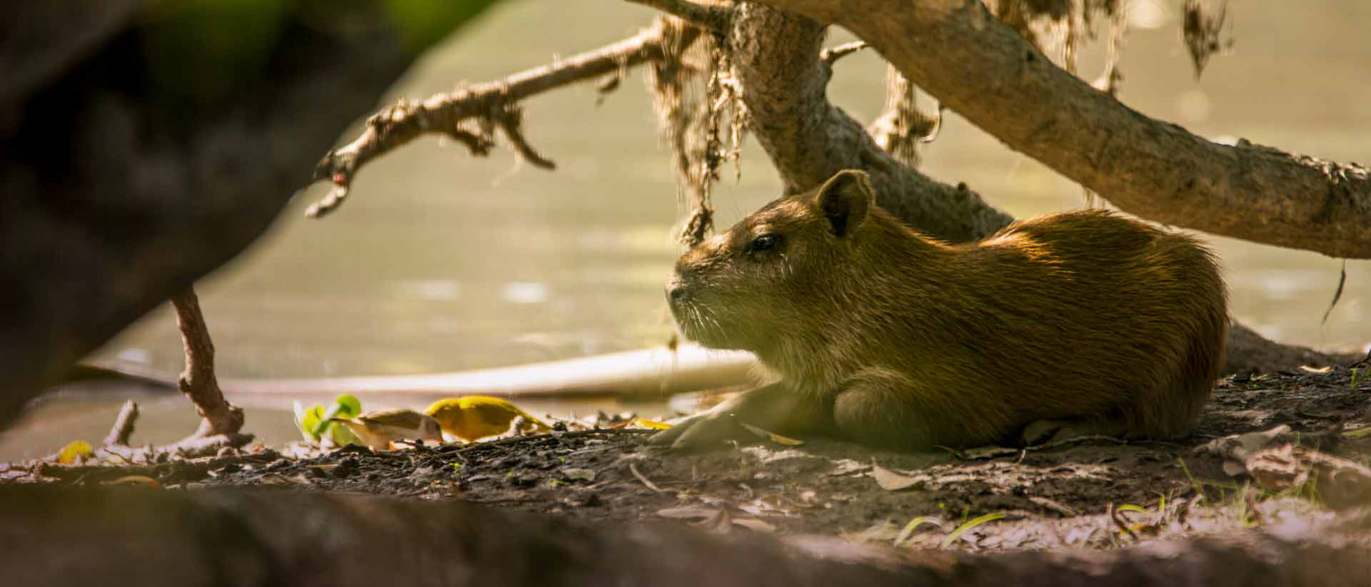 Mira el documental Territorio Natural Casanare por la plataforma de streaming RTVCPlay