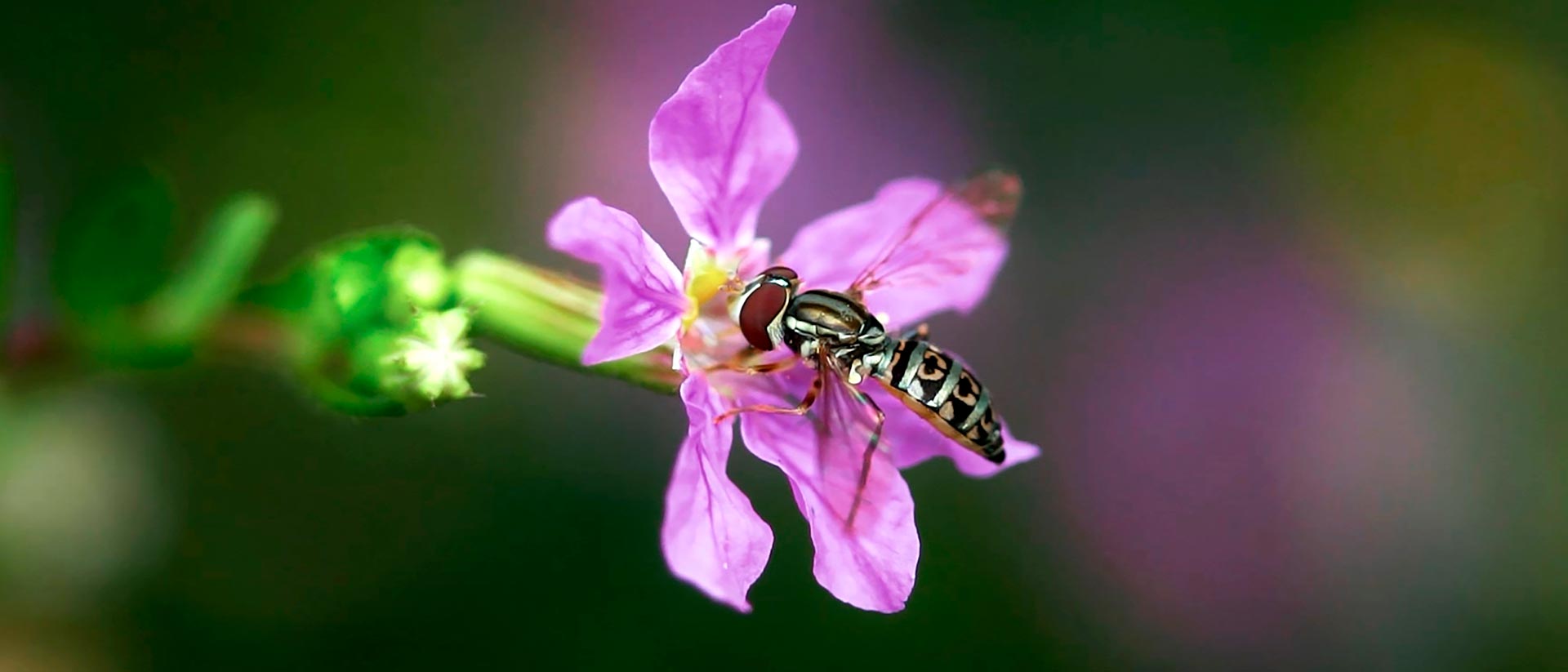 ¡Mira Héroes al rescate animal por la plataforma de streaming RTVCPlay!