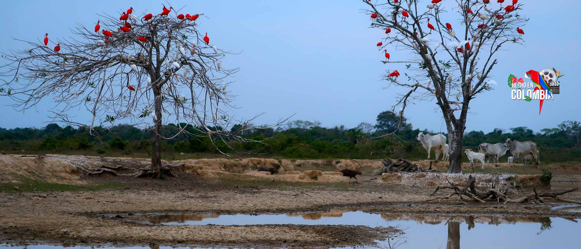 Paisaje llanero - ¿A qué suenan tus ojos?