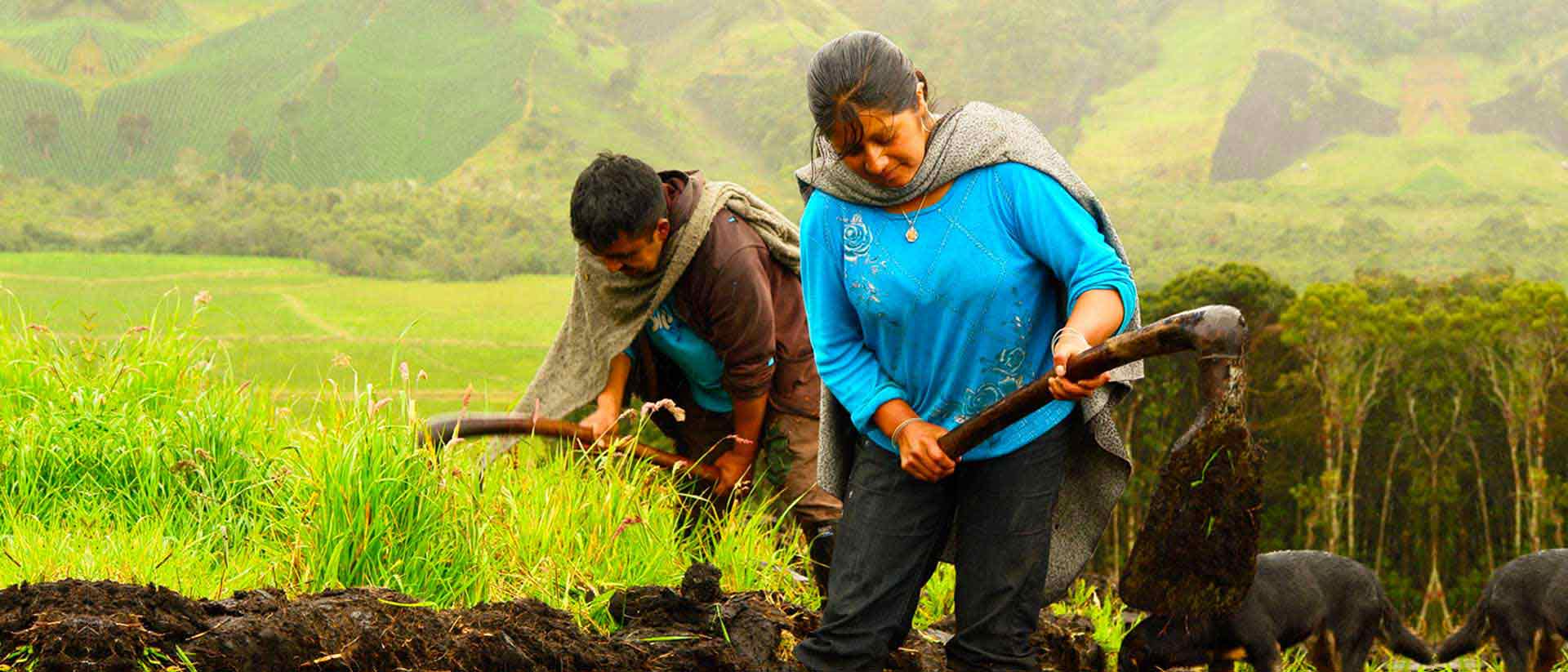 Mujeres cultivando papa