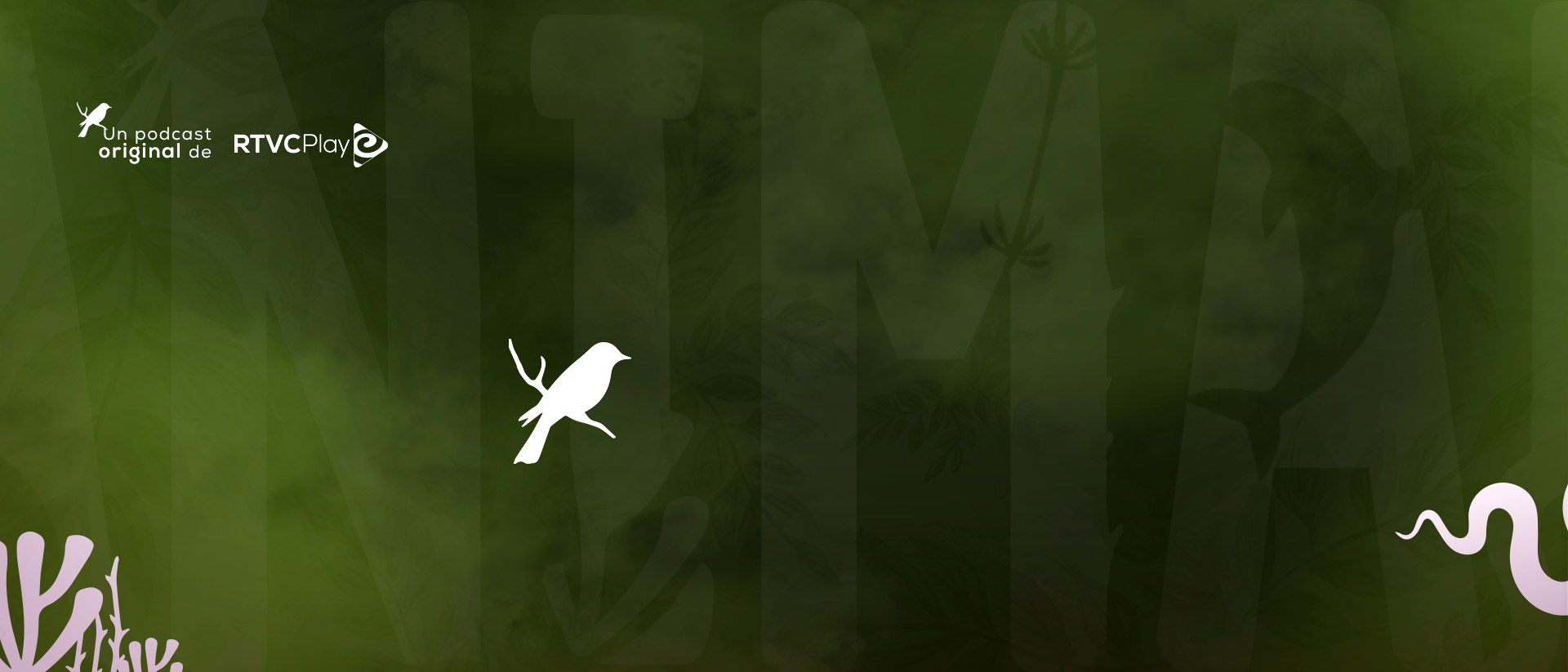 Escucha ahora Hechizo animal, pódcast narrativo de no ficción, en la plataforma de streaming de los colombianos: RTVCPlay