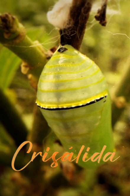 Póster de Crisálida: Blanca Huertas