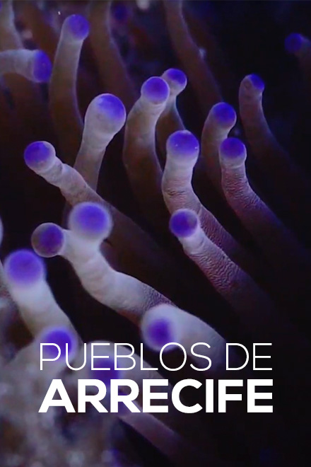 Poster de Pueblos de arrecife, cortometraje documental dirigido por David Betancourt y Mariana Rivera, disponible en la plataforma de streaming de todos los colombianos: RTVCPlay