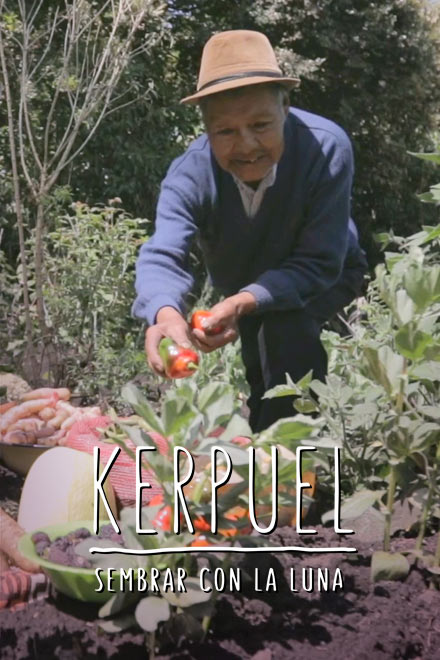 adulto mayor indígena de Los Pasto Nariño, cosechando productos de su tierra, adultos mayores, documentales de Pasto Nariño colombia, medicina ancestral, indígenas de Pastos Nariño, documentales de señal colombia, documentales online gratis, documentales en rtvcplay