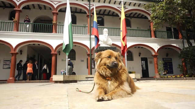 perrito criollo en la plaza de un pueblo