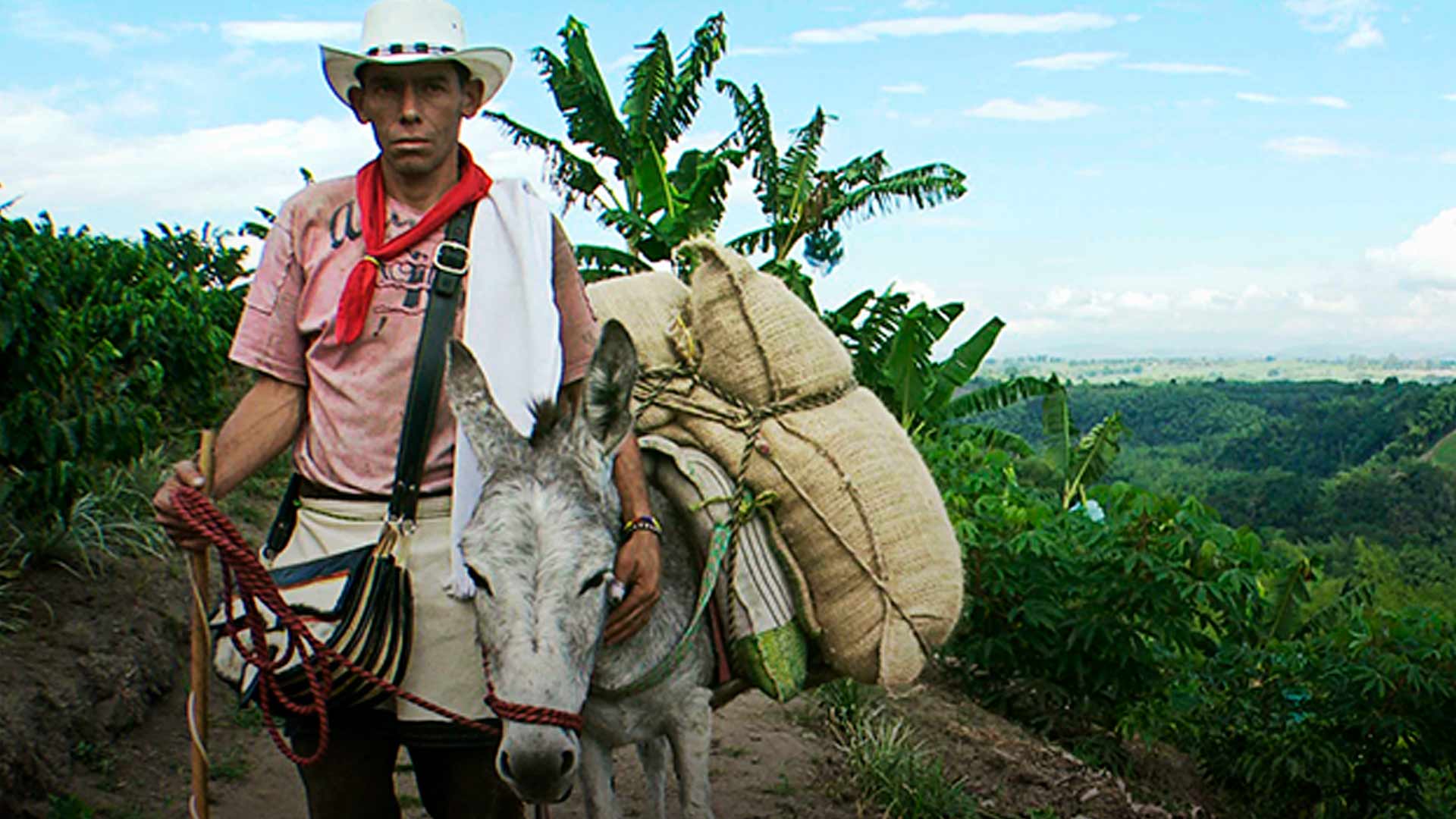 campesino en el eje cafetero con su burro