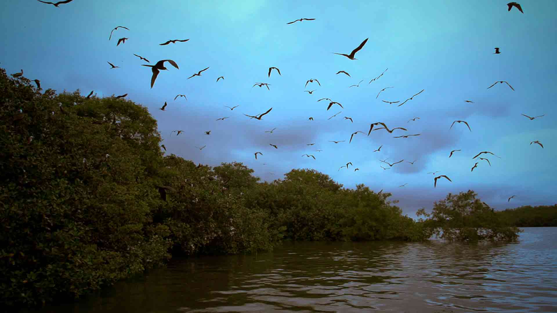 Paisaje de Tumaco - Aislados