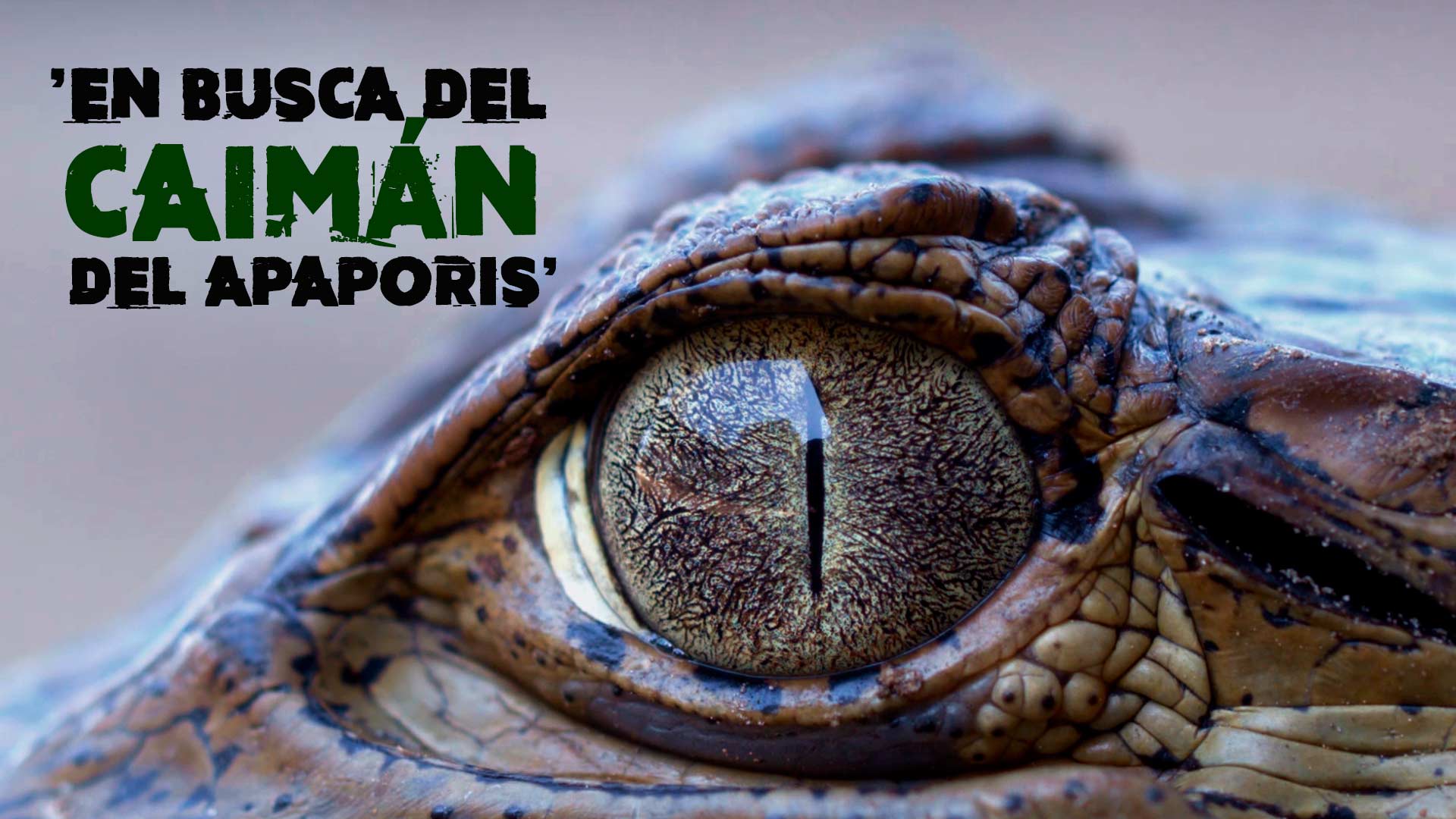 Descubre la leyenda del caimán del Apaporis por www.rtvcplay.co