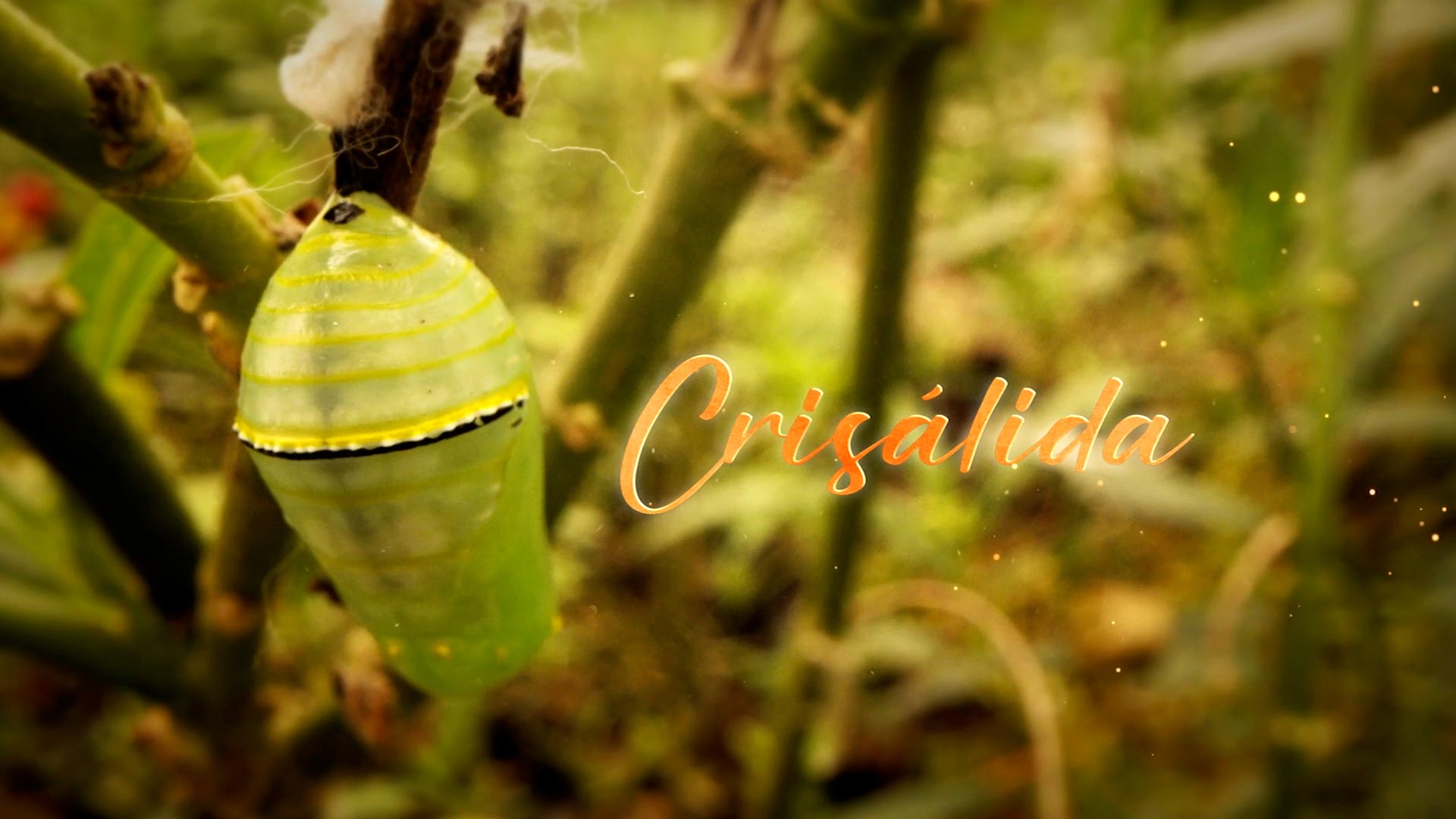 Mira el documental "Crisálida: Blanca Huertas" en la plataforma de streaming RTVCPlay