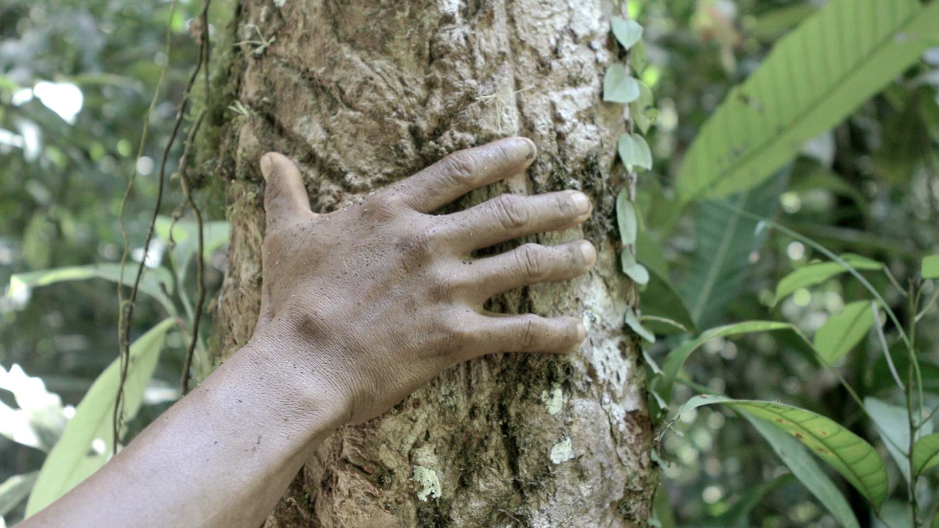 Mira ahora el capítulo “Los ríos conectan la vida” del especial multimedia Respira Amazonía en la plataforma de streaming RTVCPlay