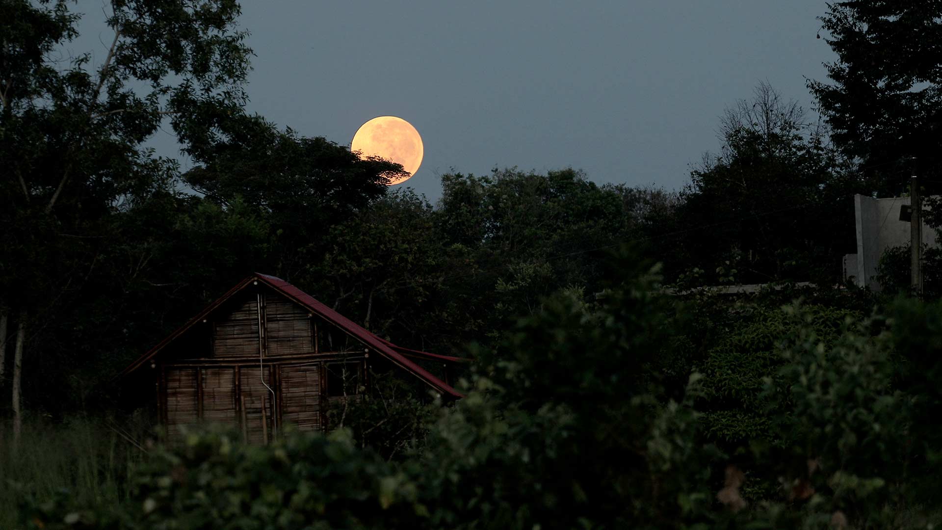 Mira ahora el capítulo “La naturaleza, ley de vida” del especial multimedia Respira Amazonía en la plataforma de streaming RTVCPlay