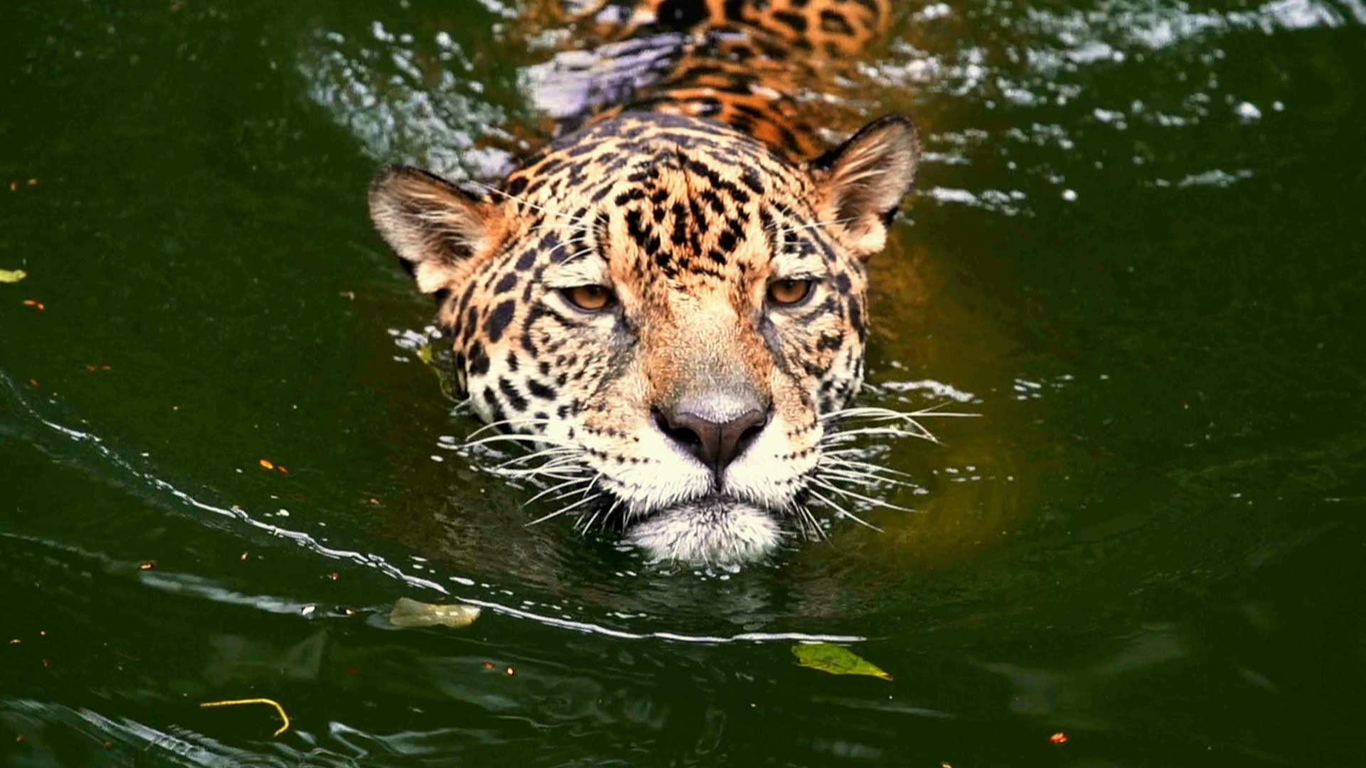 Mira ahora el capítulo “El hogar del jaguar” del especial multimedia Respira Amazonía en la plataforma de streaming RTVCPlay