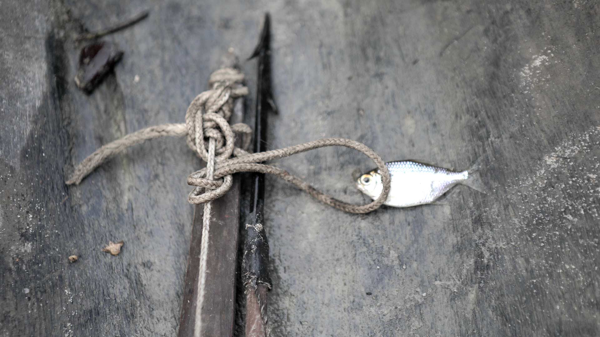 Mira ahora el capítulo “Maquinista Mitú” del especial multimedia Respira Amazonía en la plataforma de streaming RTVCPlay