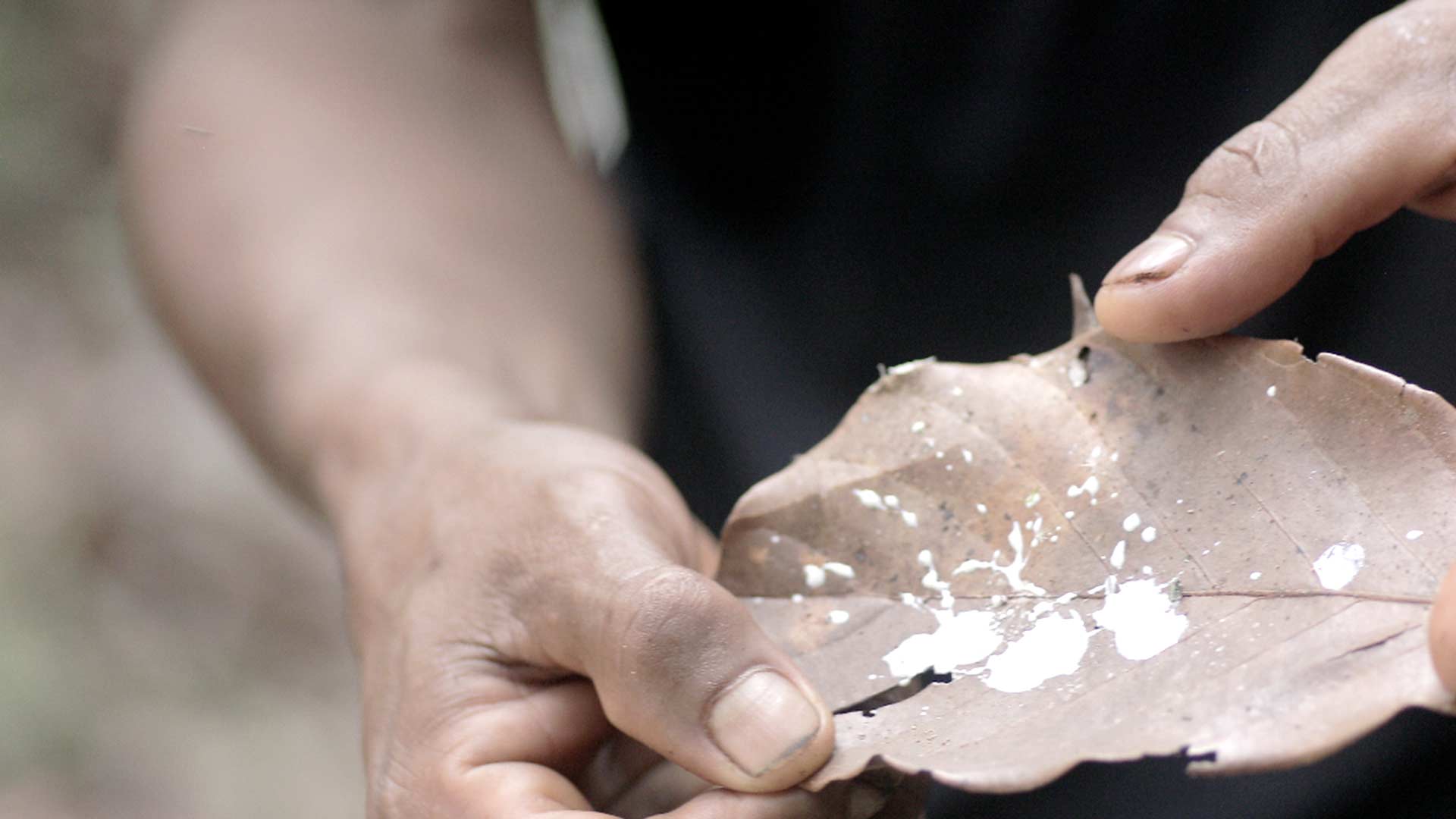 Mira ahora el capítulo “Extracción ilegal” del especial multimedia Respira Amazonía en la plataforma de streaming RTVCPlay