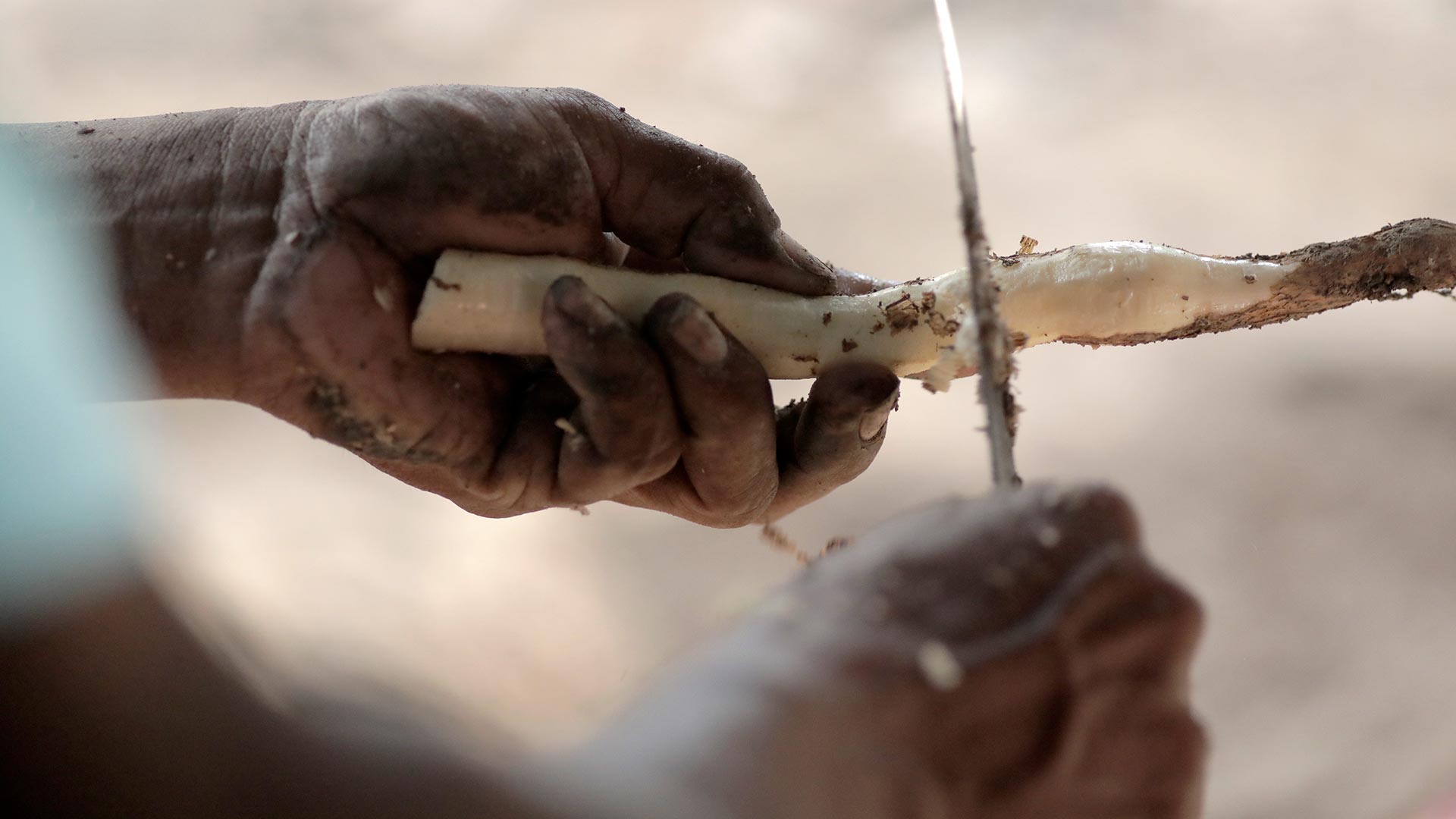 Mira ahora el capítulo “Gobernanza indígena” del especial multimedia Respira Amazonía en la plataforma de streaming RTVCPlay