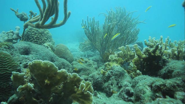 Descubre cómo podemos contribuir a un futuro más sostenible en www.rtvcplay.co