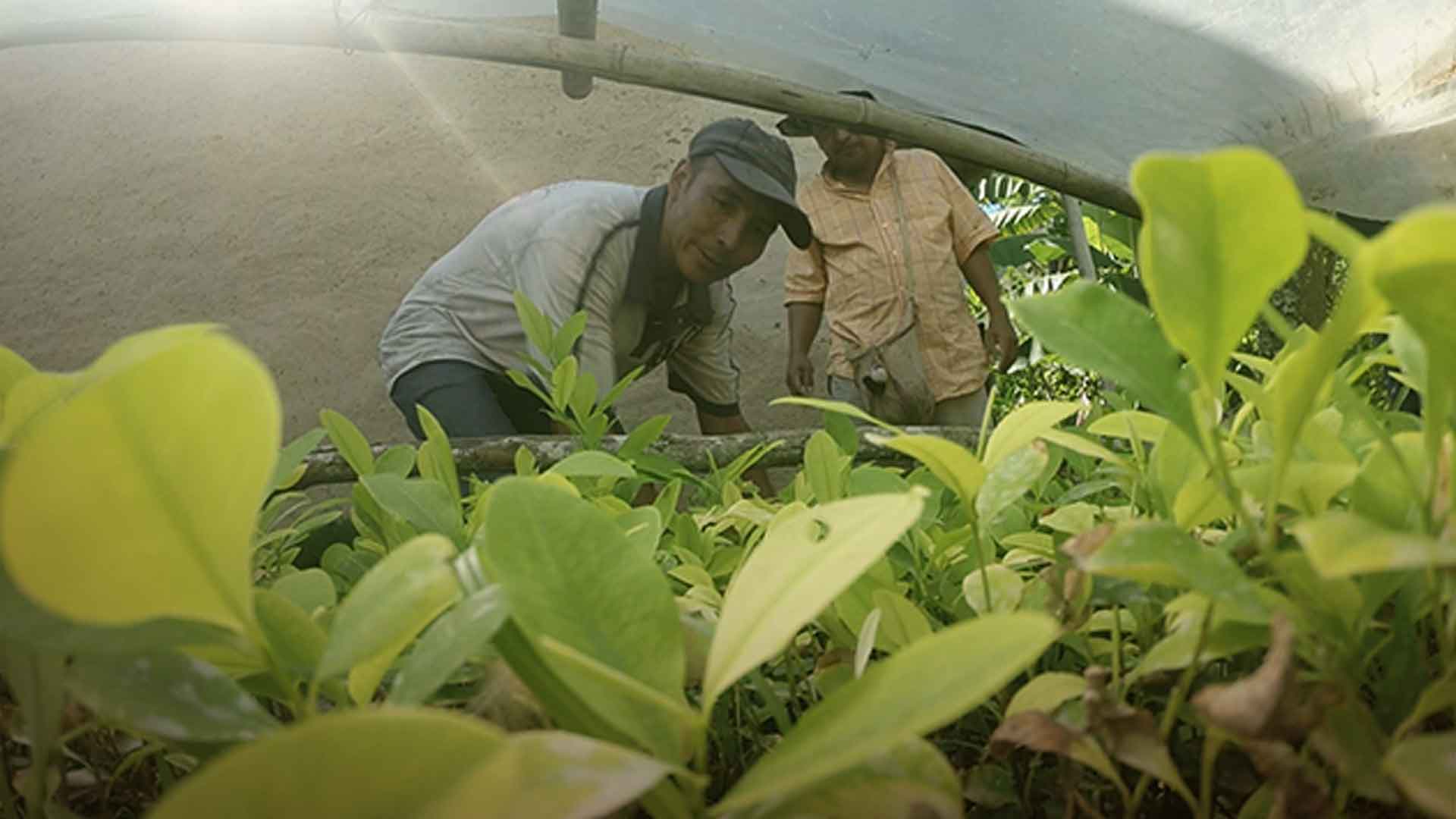 Hombres rodeados de plantas
