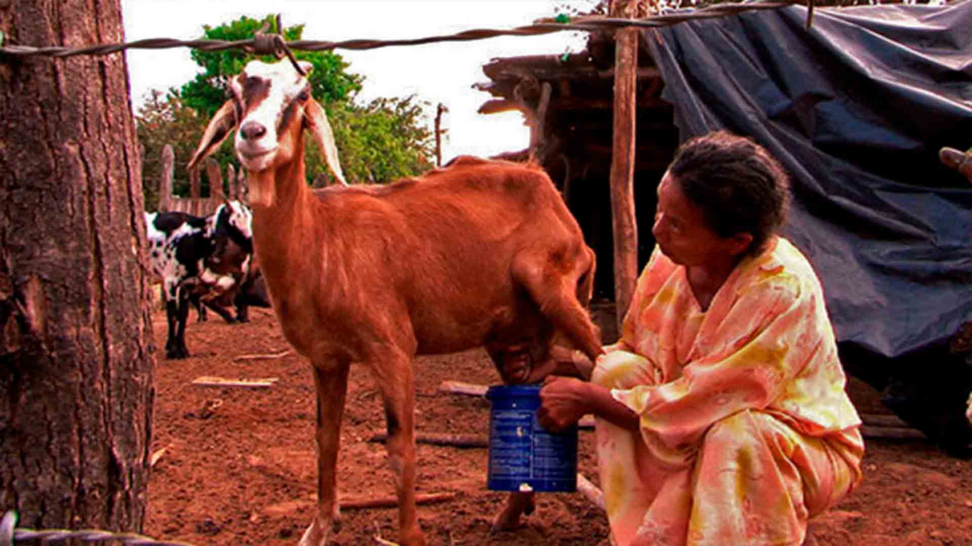 Mujer, animal, trabajo, sonidos, tierra, RTVCPlay, señal colombia