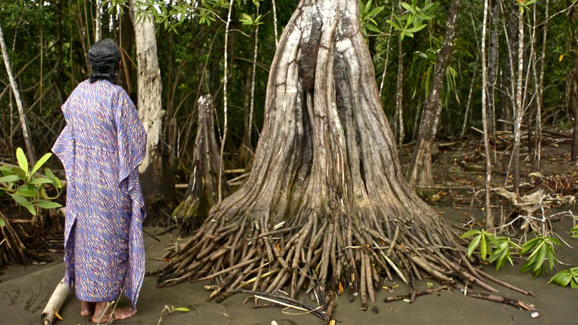Mira ahora el corto documental “Mama Yei, un canto a la muerte” de Historias breves en la plataforma de streaming de los colombianos: RTVCPlay