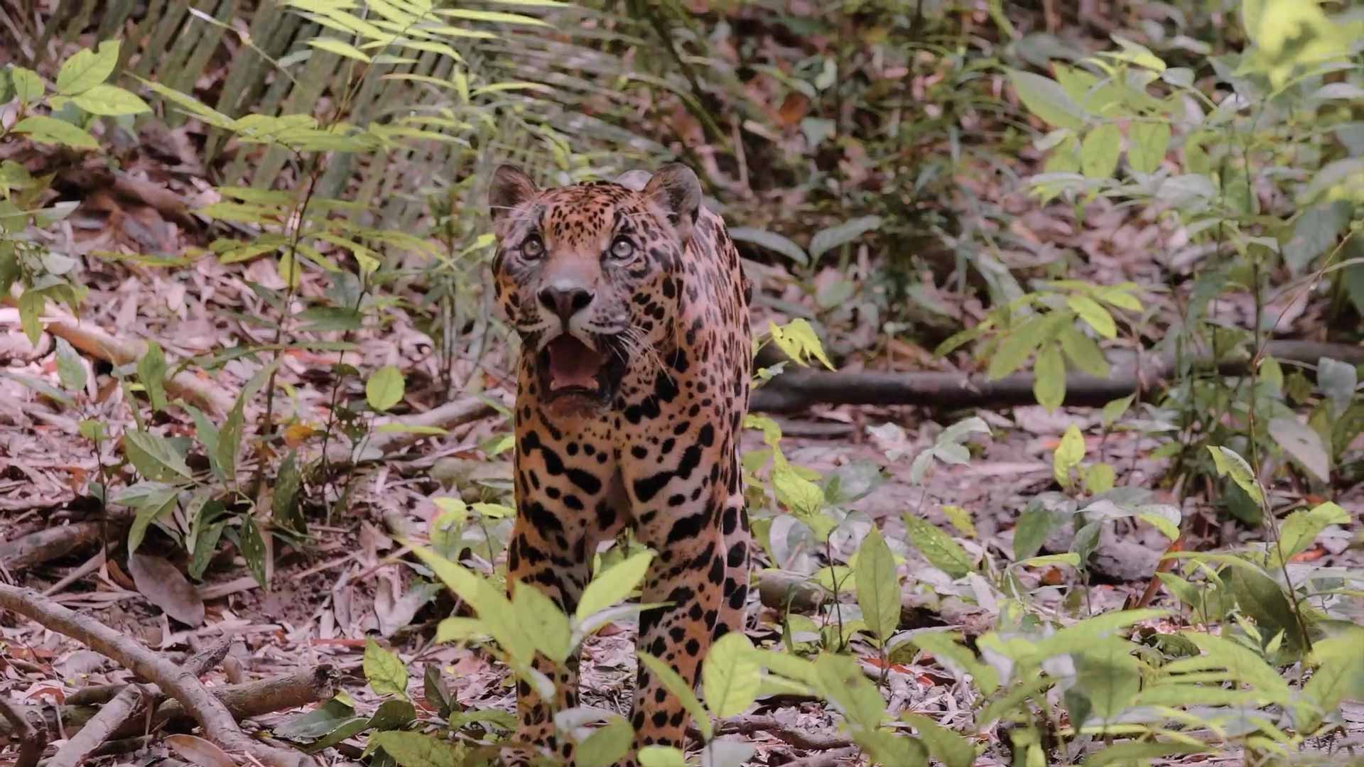 Mira ahora “Jaguar”, capítulo 1 de la tercera temporada de Somos héroes al rescate animal, en la plataforma de streaming RTVCPlay