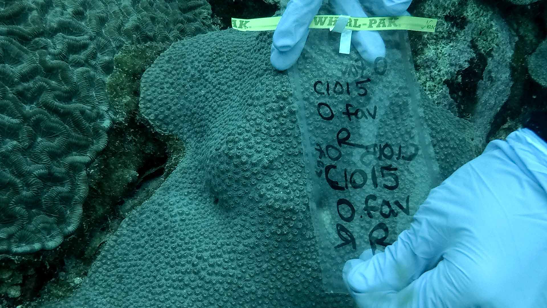 Héroes al rescate animal: corales, conoce más de esta especie por www.rtvcplay.co.