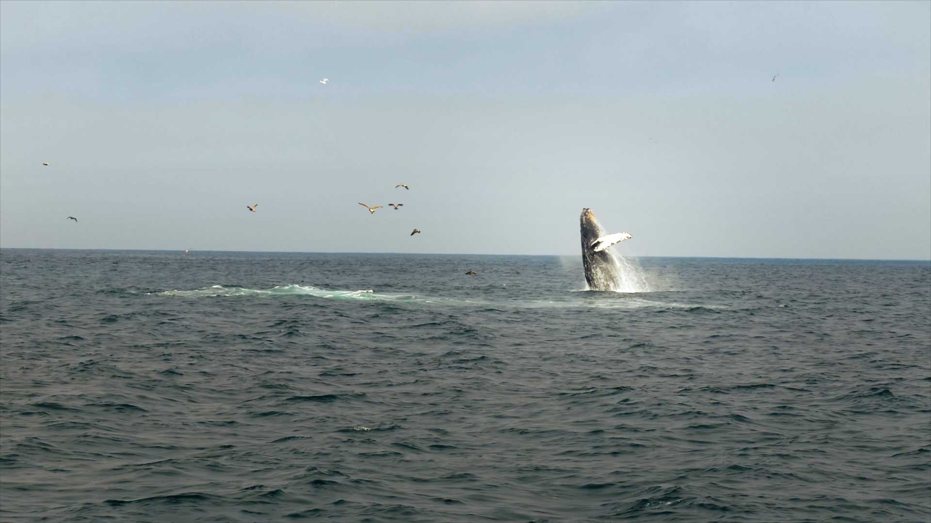 Mira ahora “Ballenas”, capítulo 4 de la tercera temporada de Somos héroes al rescate animal, en la plataforma de streaming RTVCPlay