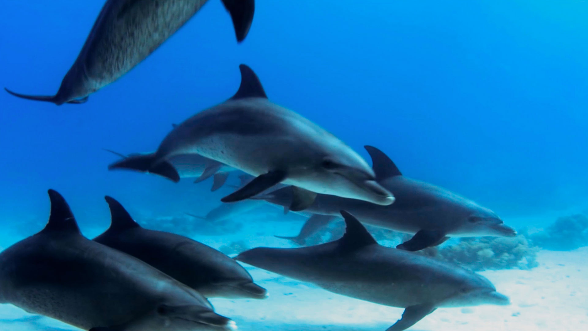 Mira el segundo capítulo de Neurópolis en la plataforma de streaming RTVCPlay