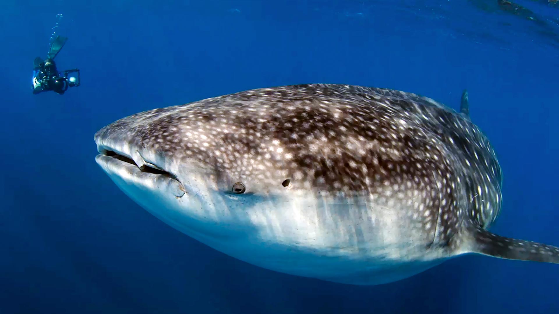 Héroes al rescate animal: tiburones, conoce más de esta especie por www.rtvcplay.co.