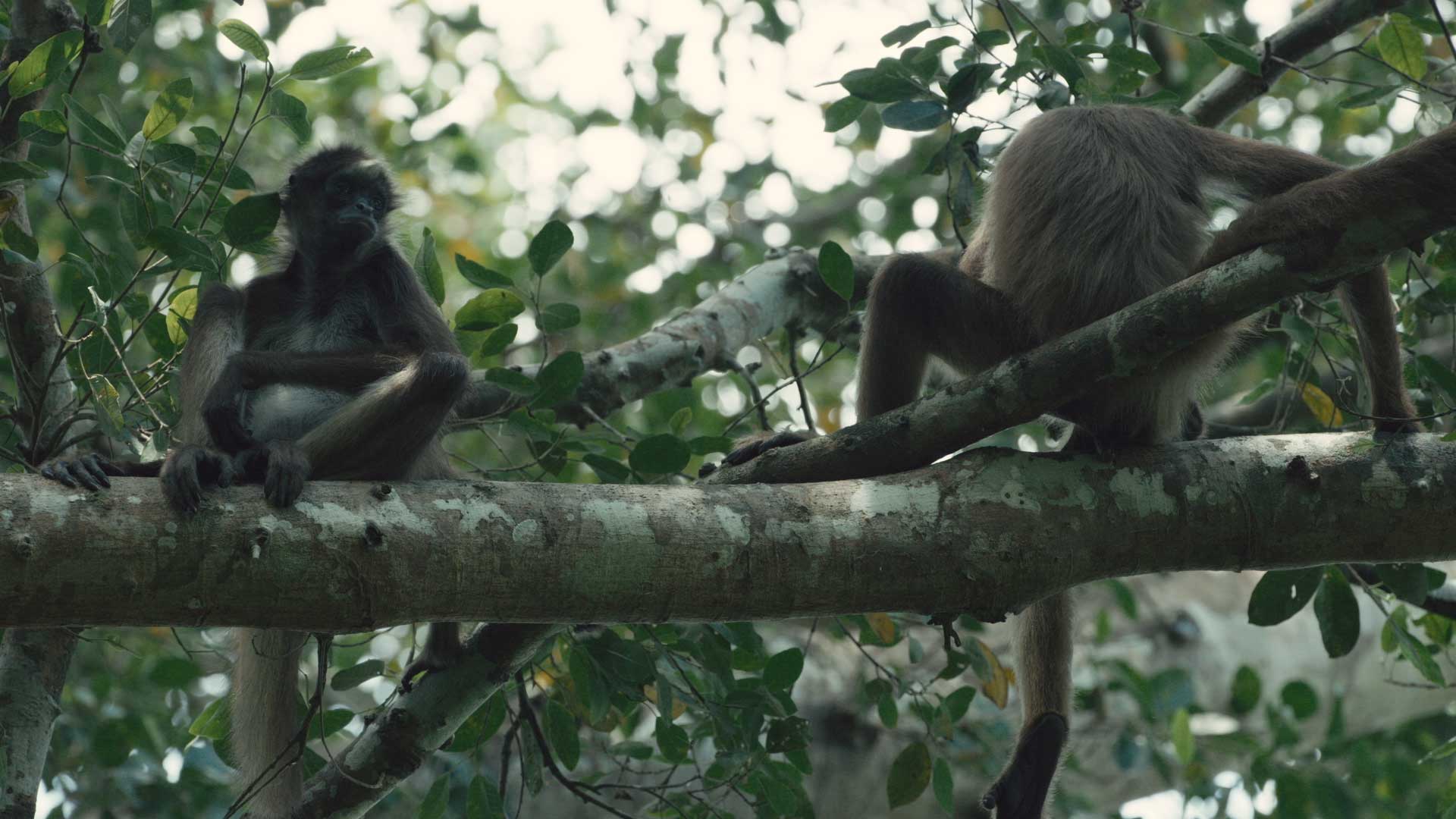 Mira ahora “Mono araña”, capítulo 3 de la tercera temporada de Somos héroes al rescate animal, en la plataforma de streaming RTVCPlay