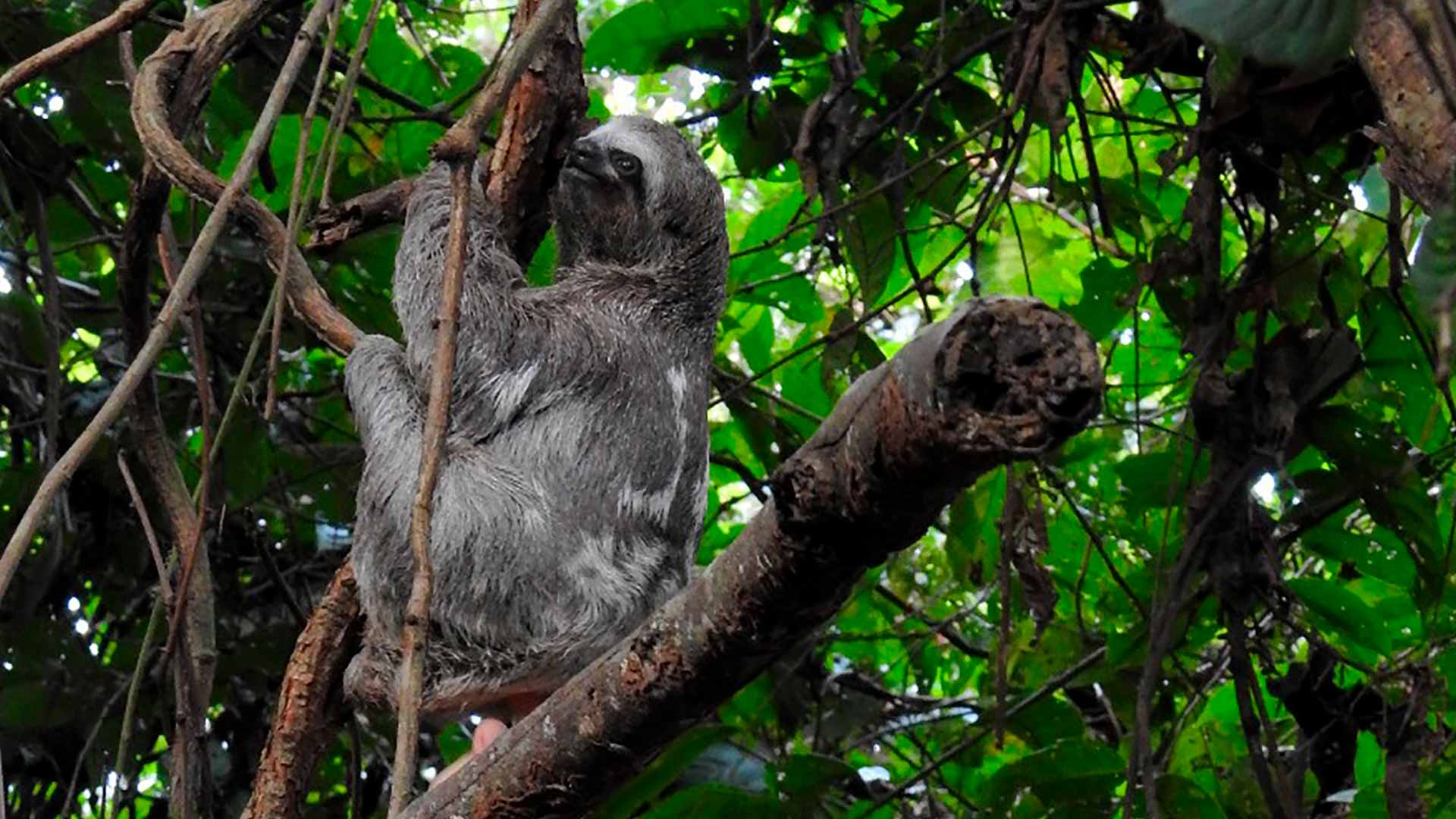 Héroes al rescate animal: perezosos, conoce más de esta especie por www.rtvcplay.co.