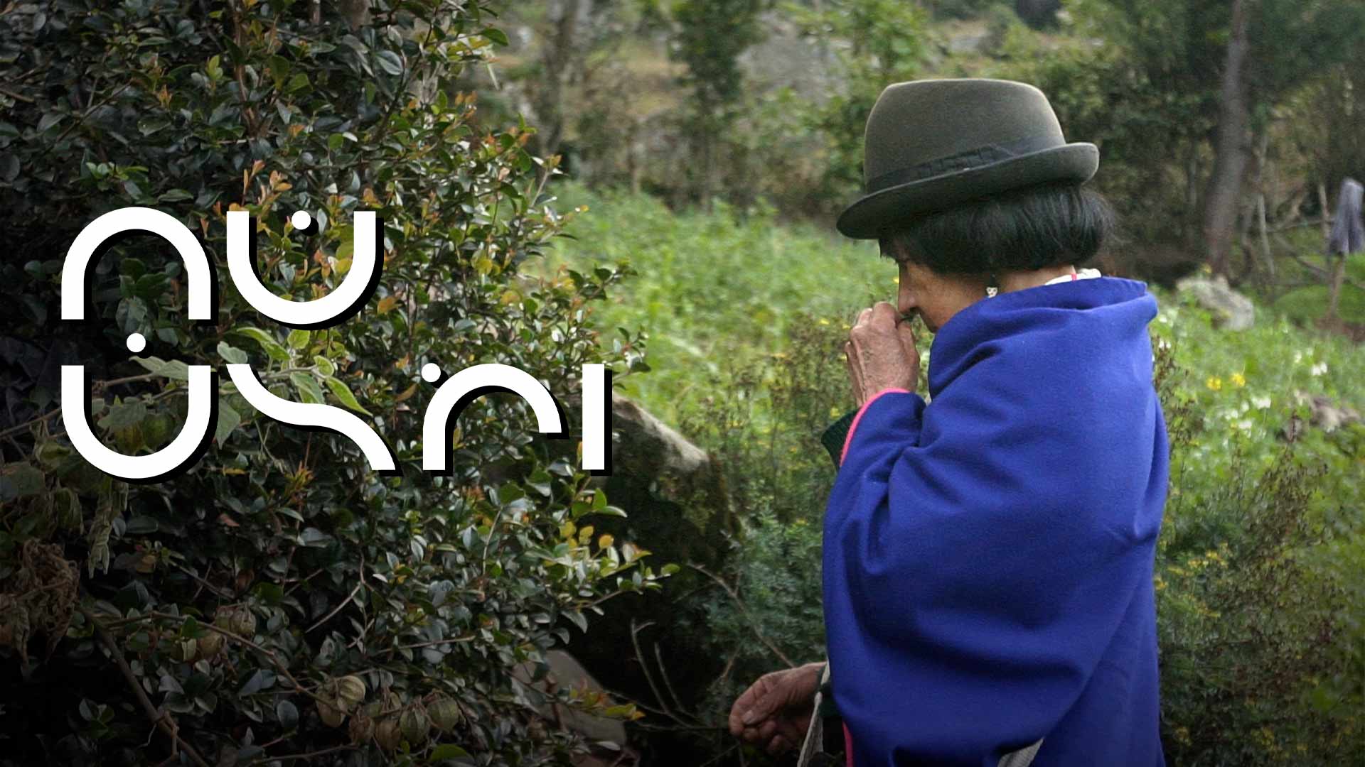 mujer adulta mayor, abuela indígena oliendo las hojas de las plantas medicinales, película documental gran mama, parteras, mujeres parteras, etnias indígenas, costumbres indígenas, documentales gratis, documentales online, documentales colombianos, Cabildo indígena de Guambía