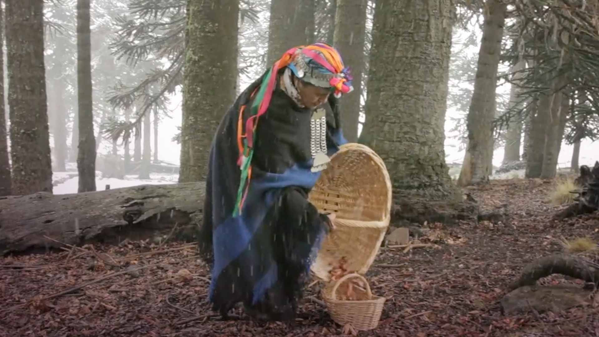 Abuela pehuenche recogiendo piñones - Secreto ancestral