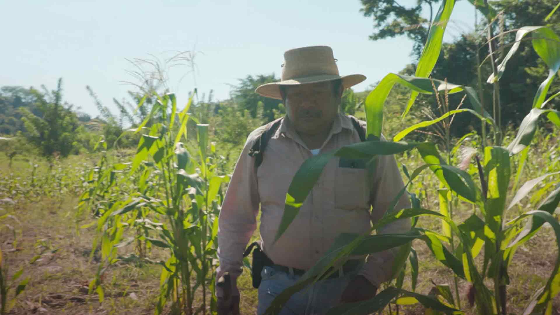 Indígena maya camina por un cultivo - Secreto ancestral