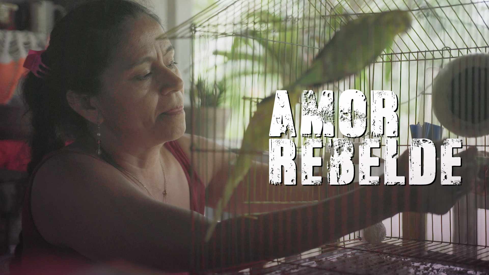 trailer amor rebelde, mujer junto a pájaros dentro de una jaula,  amor rebelde, pelicula colombiana amor rebelde, documentales en rtvcplay, amor y guerra, guerrilla colombiana, peliculas colombianas de guerra